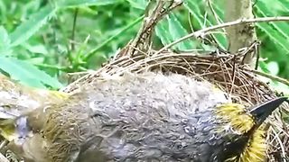 Perjuangan induk burung melindungi anak dari hujan badai