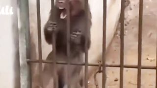 Monkeys | funny monkeys | funny animals