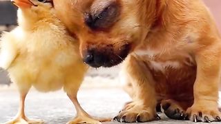 true friendship videos, chickens and dogs