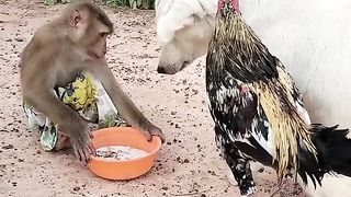 true friendship video, monkey chicken dog
