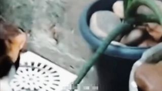 Ninja mouse and cat confuse ????????????