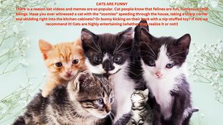 CATS ARE FUNNY