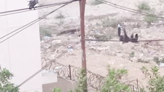 Crow killing