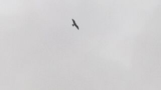 Kite flight