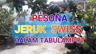 Jeruk Swiss