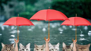 August Rain