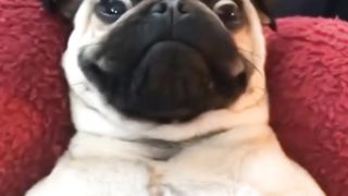 Funny Animals video #4