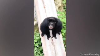 funny animal video 7