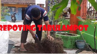 Kenapa Harus Repotting