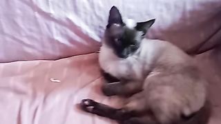 Gatinho