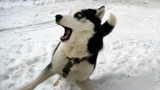 I would die laughing for these funniest dogs