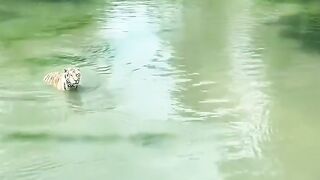 smart duck