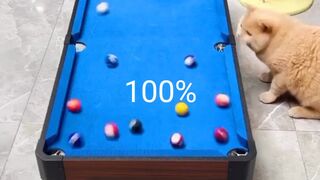 Cat play billiard
