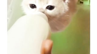 Kumpulan kucing lucu gemas moodboosterer