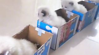 train of cats,