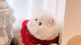 let's hide