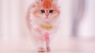 my cat dress