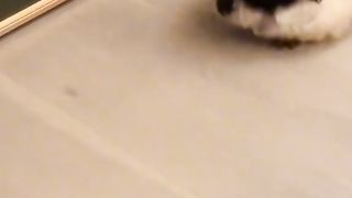 caty hairy