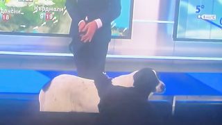 Dog watching TV.