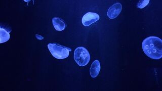 #jelly fish