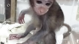 Beby monkey