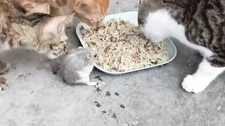 Sometimes you have to be in between your enemies