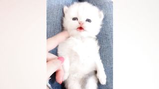 Animaux les plus drôles 2023 ???? Meilleures vidéos drôles de chats et de chiens ???????? Partie 14