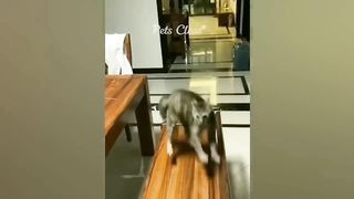 Animaux les plus drôles 2023 ???? Vidéos drôles de chats et de chiens ???????? Partie 39