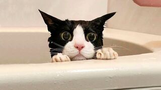 Funniest Cats and Dogs ???????? Funny Animals 2023 ???? 9