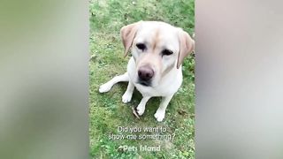 Try Not to Laugh at These Funny Dog Videos ????????