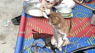 THE CAT ONE BEST DANCER