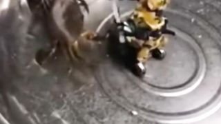 animal vs robot is real ????