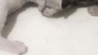 Animal lovers 69