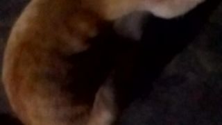 Animal lovers 70