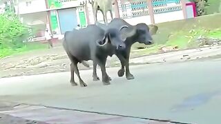 King coming entry dog funny video