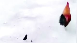Fight funny hean