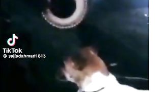 funny dog learn song beautiful voice and bangra dhool