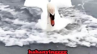 Funy animal 2