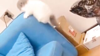 Compilation of funny cat and kitten videos