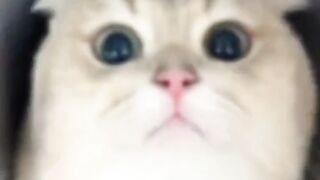 Collection of cute cats and kittens