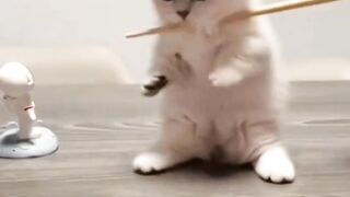 Funny cat and kitten compilation videos