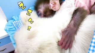 Baby monkey harvests watermelons with puppy in his garden & So Yummy Fruits