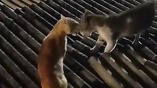 Cat figter