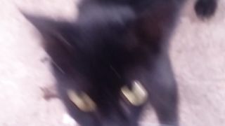 Animal lovers 71