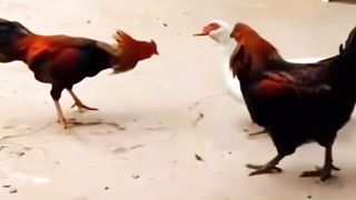 Chicken and Duck