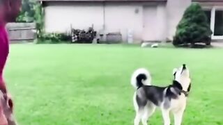 look at the dog he loves to play