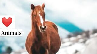Wow animals photography ????