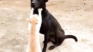 A dog and a cat who are good friends