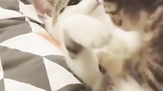 Cat being massaged by cat