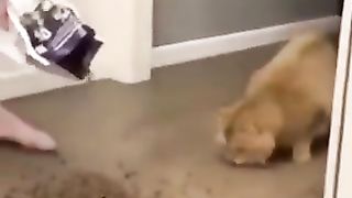 Cat baffled by too much food